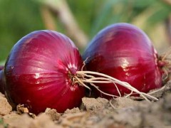 紫星洋葱种植技术及病虫害防治