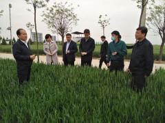 省植保义务总站范东晟站长来我鹤壁市调研指点小麦条锈病防控义务-宝鸡鹤壁市农业农村局