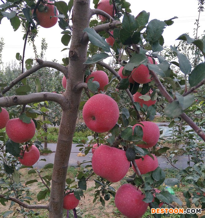 苹果苗_信浓红苹果苗_北红苹果苗_蛇果苹果苗_国光苹果苗_规格齐全_欢迎选购