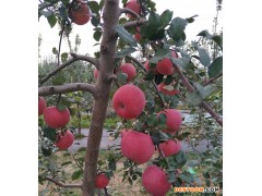 苹果苗_信浓红苹果苗_北红苹果苗_蛇果苹果苗_国光苹果苗_规格齐全_欢迎选购