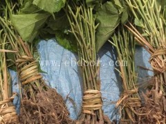 河南桑椹苗多少钱一颗-世超苗木基地-哪里有桑椹苗多少钱一颗