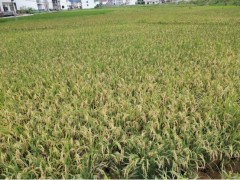 上栗县积极做好早稻收割效劳