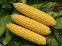 甜玉米的种植技术​及病虫害防治办法