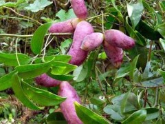 野香蕉树是长什么样？如何繁衍野香蕉？