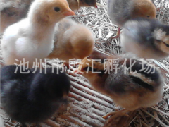 安庆原生态散养土鸡鸡苗