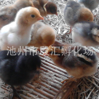 安庆原生态散养土鸡鸡苗