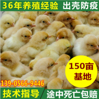 安庆原生态散养土鸡鸡苗