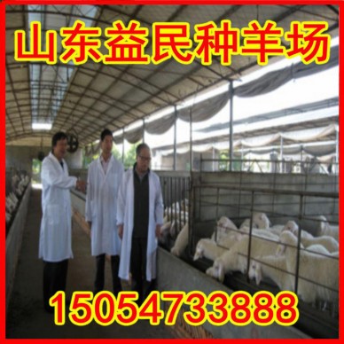 小尾寒羊 小尾寒羊养殖 优质小尾寒羊 小尾寒羊品种纯、 质量好 价格面议