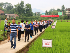 全省水稻绿色轻简高效技术培训现场会在达川区召开_达州鹤壁市农业农村局