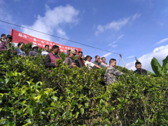 勐海“一县一业”示范县创立格朗和乡农业效劳中心人才培育项目茶叶适用技术现场培训会