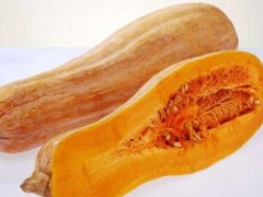 什么是密本南瓜|密本南瓜种植技术和采收