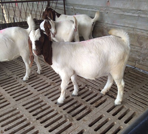 波尔山羊 出售种羊波尔山羊 纯种波尔山羊价格