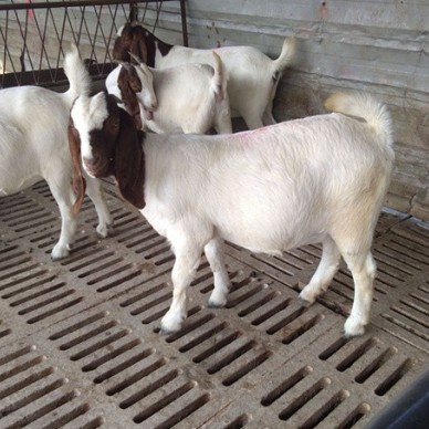 波尔山羊 出售种羊波尔山羊 纯种波尔山羊价格