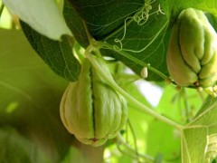 佛手瓜种植及田间管理办法
