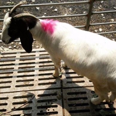 波尔山羊价格 出售纯种波尔山羊