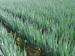 蒜、姜、葱套作取得高产歉收的种植经历