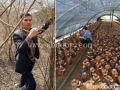 桑树桑黄作用-桑树桑黄-长程天麻桑黄技术培训(查看)