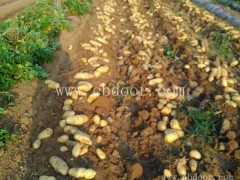 脱毒土豆原种价格-萧县脱毒土豆原种-雪原农业科技种业(查看)