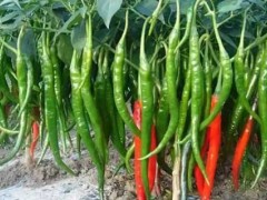 怎样种植美人椒