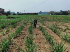 西双版纳州甘蔗实验站停止省甘蔗体系课题实验苗情调查