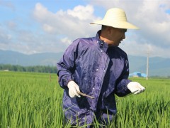 勐海县种子管理站展开水稻实验田间察看记载任务