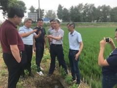 扬州鹤壁市专家来我鹤壁市展开水稻中期田管指点 - 义务静态 - 高邮鹤壁市农业农村局