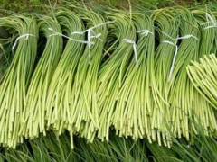 四季蒜苔种植技术需求哪些步骤