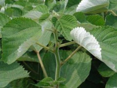 苎麻有哪些高产优质种植栽培办法