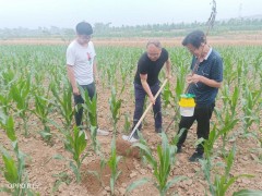 铜川：王益区落实“三区三带”防控义务 片面展开草地贪夜蛾防控