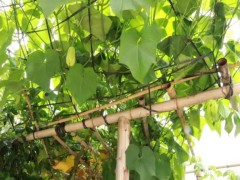 水城县新街乡突出五环联动  “千家万户小康菜园”全域推进奏效