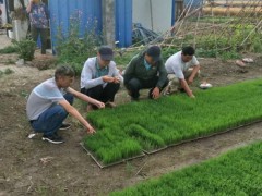 鹤壁市作栽站完成2019年社会化效力集中育秧秧池面积核对 - 义务静态 - 高邮鹤壁市农业农村局