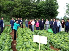 威宁自治县展开“三白”蔬菜现场观摩及测产活动