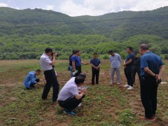 市农业农村局约请市人大代表、政协委员调查调研中药材产业