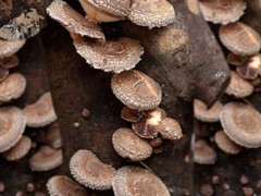 冬菇生料大床栽培技术