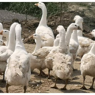 [供]农家散养鹅，不吃任何饲料，只吃粮食