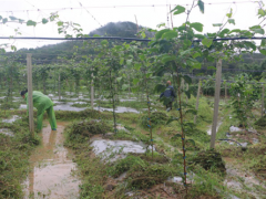 武平农业农村局：指点果农展开消费自救 武平县经作站