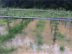 武平农业农村局：指点果农展开消费自救 武平县经作站