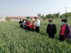 农业农村局专家组和中丁乡镇干部勘查小麦灾情
