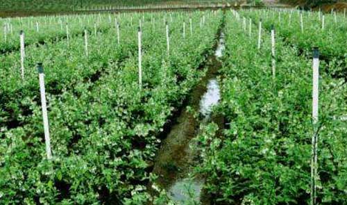 蓝莓种植技术及栽培方法