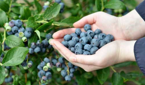 蓝莓种植技术及栽培方法