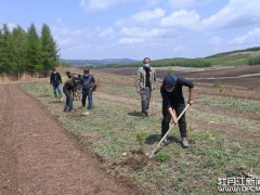 林地套种中药材开启致富路