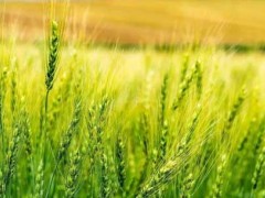 小麦种植技术——国际外小麦减产办法