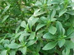 田七种植栽培技术及田七的采收加工