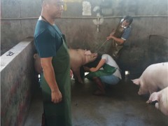 市农业农村局展开生猪屠宰环节两项制度“回头查”与飞行反省义务