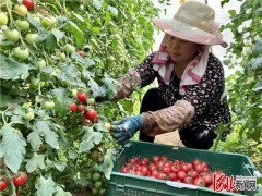 河北廊坊将来一个月可供给北京蔬菜3.66万吨