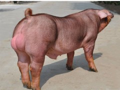 供应【万福】猪  大白猪  泥鳅