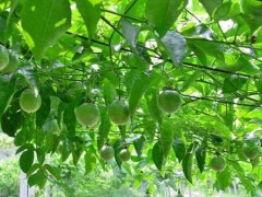 百香果种植的保花保果与灌溉技术