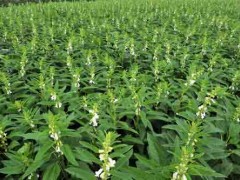 芝麻种植的苗期管理及追肥办法