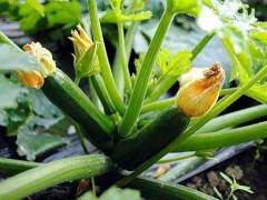 越冬西葫芦种植栽培技术及病虫害防治