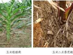 夏玉米收获期及苗期 病虫草害综合防治技术建议